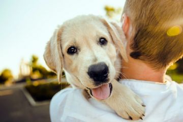 Tuteliamo gli animali, non solo d&#39;estate!