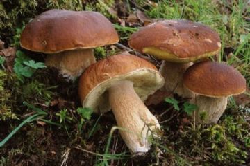 Riconoscimento dei funghi epigei freschi - Autunno 2024